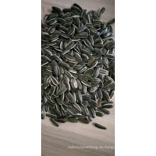 semillas de girasol negras grandes / negras con semillas de girasol a rayas blancas / suministro de fábrica